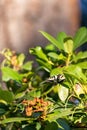 common yellow swallowtail butterfly perched on rhododendron in summer Royalty Free Stock Photo