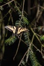 common yellow swallowtail butterfly perched on tree in summer Royalty Free Stock Photo