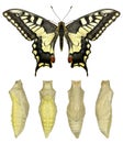 Common yellow swallowtail, Papilio machaon Royalty Free Stock Photo