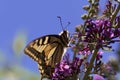 Common yellow swallowtail Papilio machaon Royalty Free Stock Photo