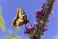 Common yellow swallowtail Papilio machaon Royalty Free Stock Photo