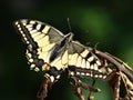 Common yellow swallowtail Papilio machaon Royalty Free Stock Photo