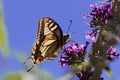 Common yellow swallowtail Papilio machaon Royalty Free Stock Photo