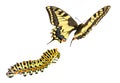 Common yellow swallowtail, Papilio machaon Royalty Free Stock Photo