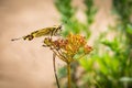 Common Yellow Swallowtail Papilio machaon on Wildflower, Rebun Royalty Free Stock Photo