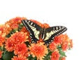 Common Yellow Swallowtail with wings open on mums flowers Royalty Free Stock Photo