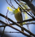 Common yellow throat Royalty Free Stock Photo