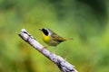 Common Yellow Throat.