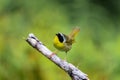 Common Yellow Throat.