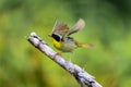 Common Yellow Throat.