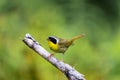 Common Yellow Throat.