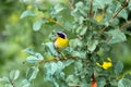 Common Yellow Throat.