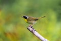 Common Yellow Throat. Royalty Free Stock Photo