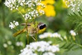 Common Yellow Throat.