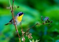 Common Yellow Throat.