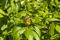 common yellow throat (Geothlypis trichas)