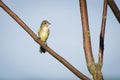 Common Yellow Throat Perched in a Tree