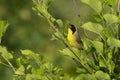 Common yellow throat warbler Royalty Free Stock Photo