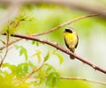 Common Yellow Throat. Royalty Free Stock Photo