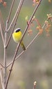 Common yellow throat Royalty Free Stock Photo