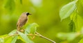 Common Yellow Throat 2