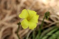 Common yellow woodsorrel (Oxalis stricta) in bloom : (pix Sanjiv Shukla)