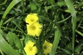 Common yellow woodsorrel (Oxalis stricta) in bloom : (pix Sanjiv Shukla)