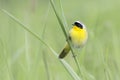 Common yellowthroat bird