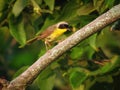 Common Yellowthroat bird perched on a bare branch
