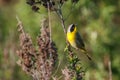 Common Yellowthroat bird