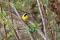 Common Yellowthroat bird