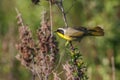 Common Yellowthroat bird