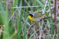 Common Yellowthroat bird