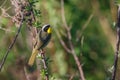 Common Yellowthroat bird