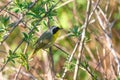 Common Yellowthroat bird