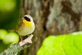 Common Yellowthroat