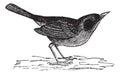 Common Yellowthroat or Geothlypis trichas vintage engraving