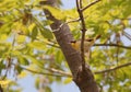 Male Common Yellowthroat Warbler in Tree Royalty Free Stock Photo