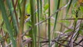 Common Yellowthroat hiding in dense vegetation