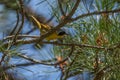 Common yellowthroat male in pine tree Royalty Free Stock Photo