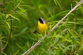 Common Yellowthroat Warbler Harris Lake Park NC