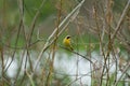 Common Yellowthroat resting on tree branch