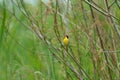 Common Yellowthroat resting on tree branch