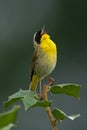 Common Yellowthroat Shouting Out