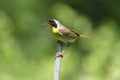 Common Yellowthroat Singing Royalty Free Stock Photo