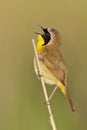 Common Yellowthroat Singing