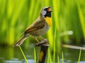 Common Yellowthroat Singing  Made With Generative AI illustration Royalty Free Stock Photo