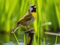 Common Yellowthroat Singing Made With Generative AI illustration