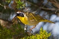 Common Yellowthroat Royalty Free Stock Photo