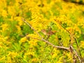 Common Yellowthroat Warbler Bird Perched on a Branch Near Goldenrod Wildflowers